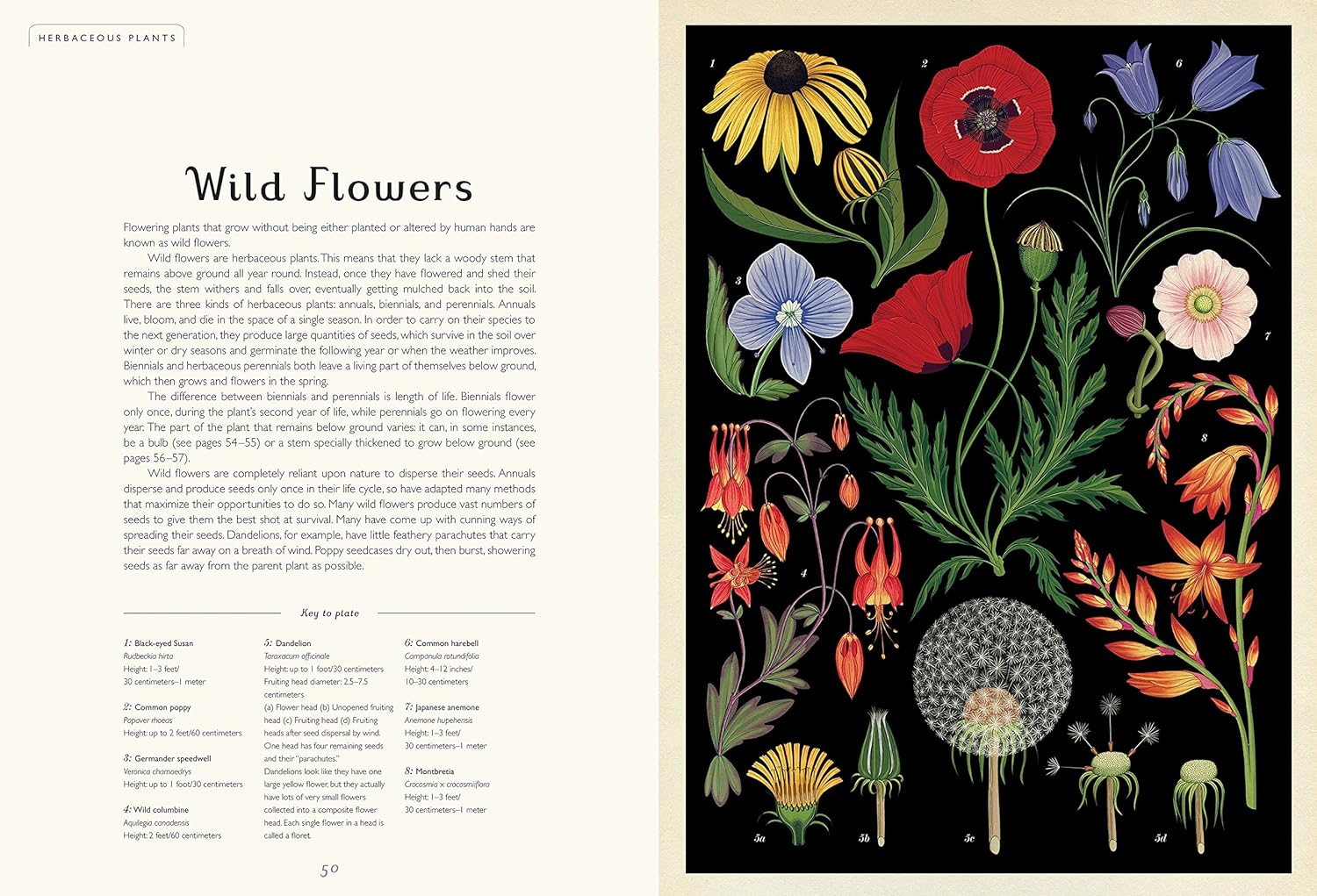 Botanicum: Welcome to the Museum Book by Katie Scott & Kathy Willis - Image 2
