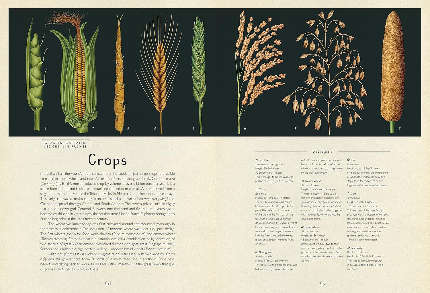 Botanicum: Welcome to the Museum Book by Katie Scott & Kathy Willis - Image 3