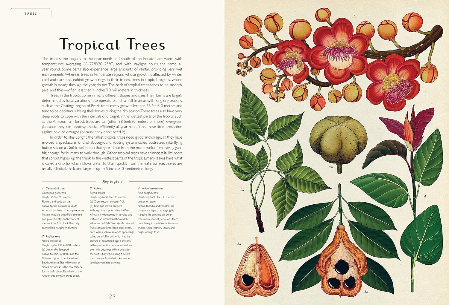 Botanicum: Welcome to the Museum Book by Katie Scott & Kathy Willis - Image 4