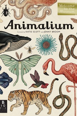 Animalium: Welcome to the Museum Book by Katie Scott & Jenny Broom