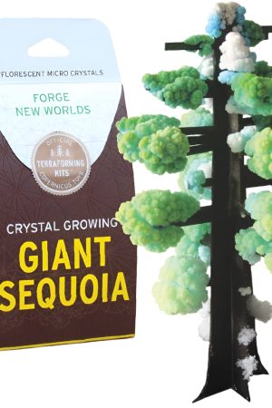 Crystal Growing Giant Sequoia