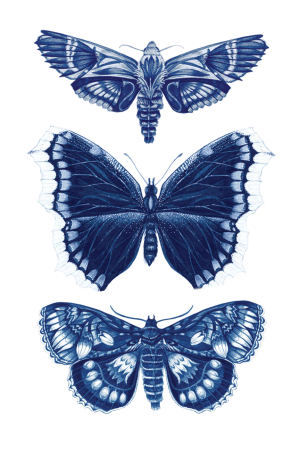 Sapphire Moths Tattoo Pair