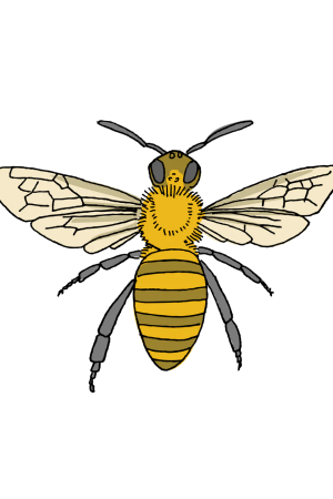 Honey Bee Tattoo Pair